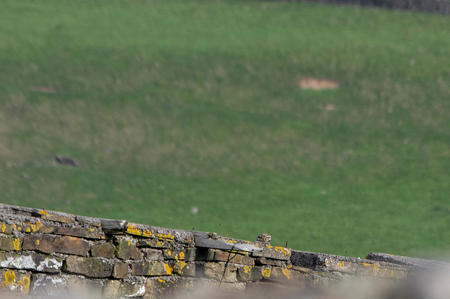 Little Owl peeping over the wall at me.