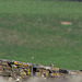 Little Owl peeping over the wall at me.