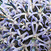 20230719 2553CPw [D~LIP] Kugeldistel, Honigbiene, Gelbbindige Furchenbiene (Halictus scabiosae), Bad Salzuflen