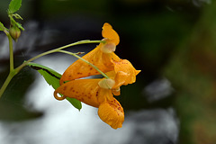 jewel weed DSC 8997