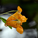 jewel weed DSC 8997