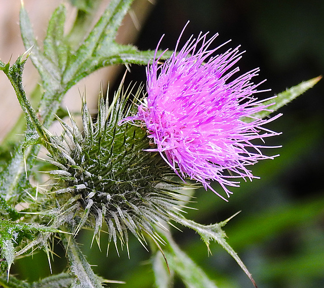 20240712 0463CPw [D~LIP] Kratzdistel (Cirsium vulgare), BS