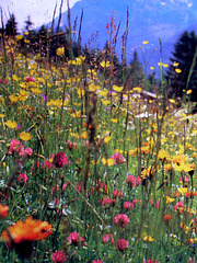 the alpine meadows