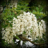 Acacia, (Robinia pseudoacacia)