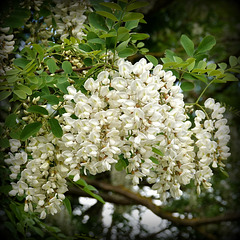 Acacia, (Robinia pseudoacacia)