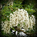 Acacia, (Robinia pseudoacacia)