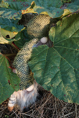 Wichtel - Dwarfs Wichtel - Dwarfs