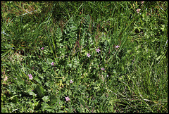 Erodium (4)