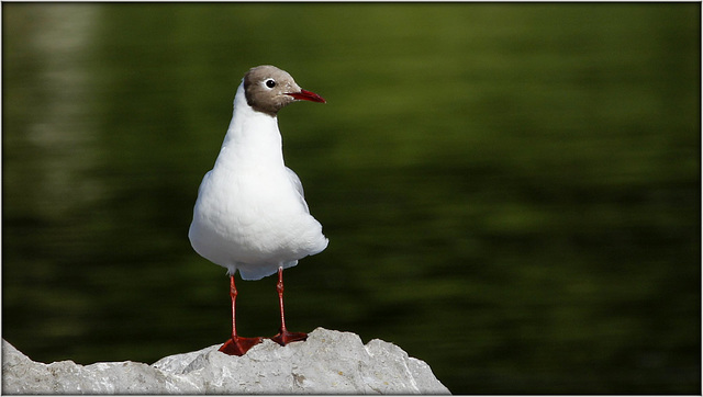 Mouette rieuse