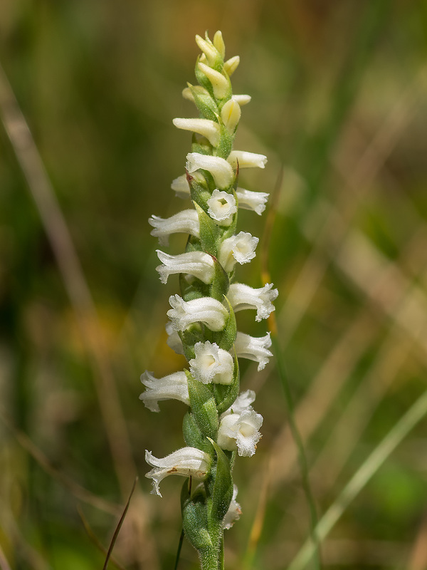 Spiranthes ochroleuca (Yellow Ladies'-tresses orchid)