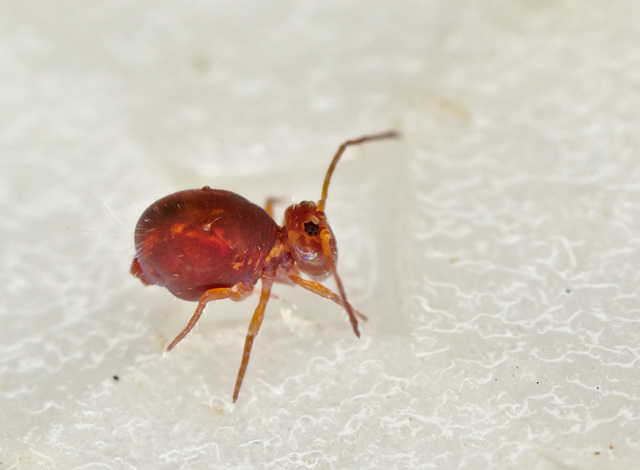 EF7A00348Springtail_01