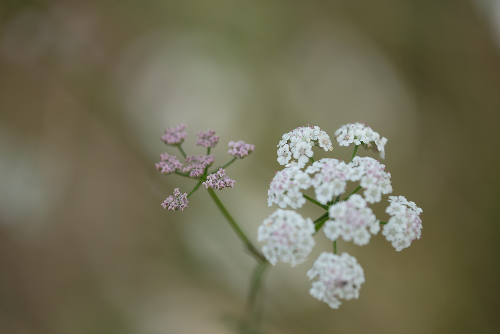 DSCF2267