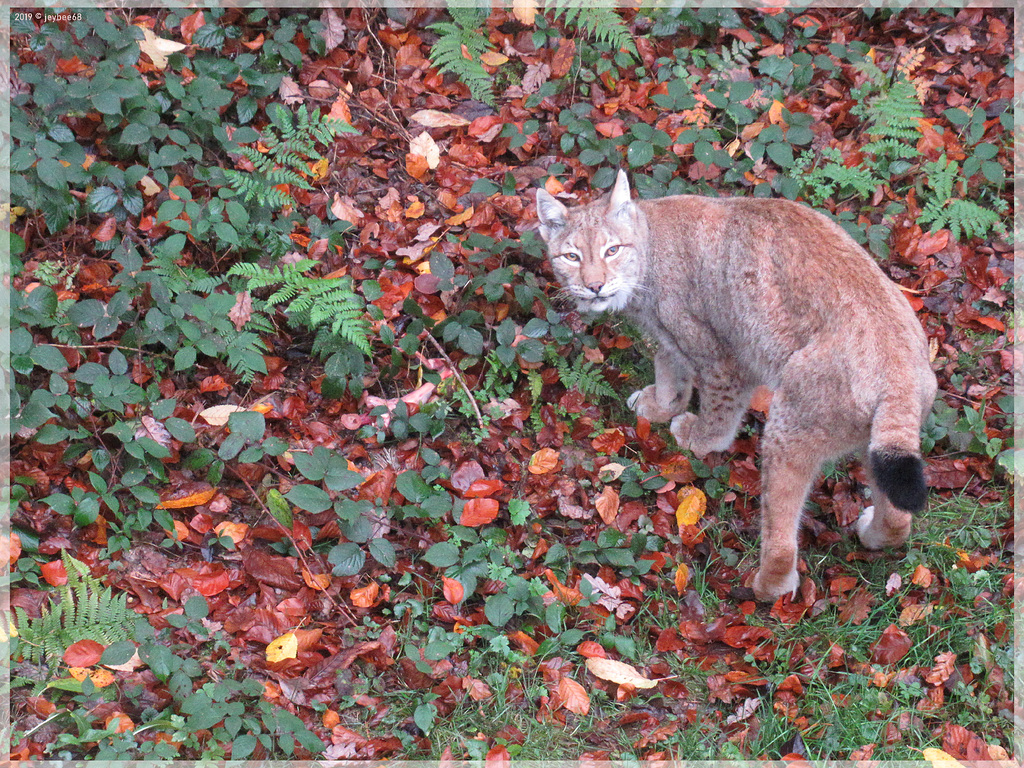 Nordluchs (Lynx lynx) [PiP]