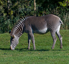 Zebra grazing