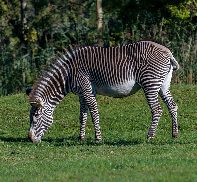Zebra grazing