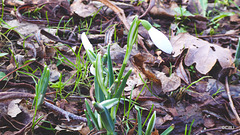 First of this winter's snowdrops