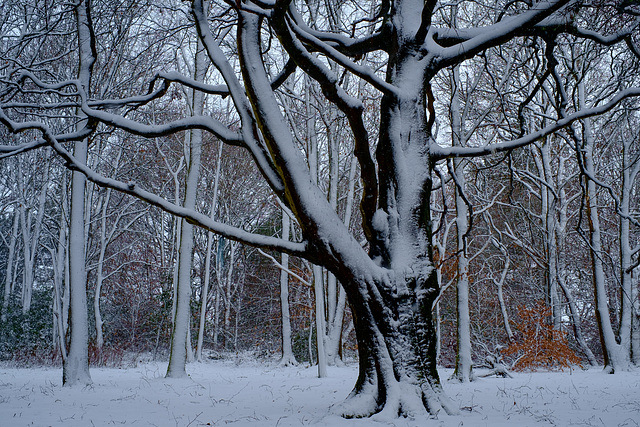 Woodland snow scene