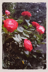 September roses