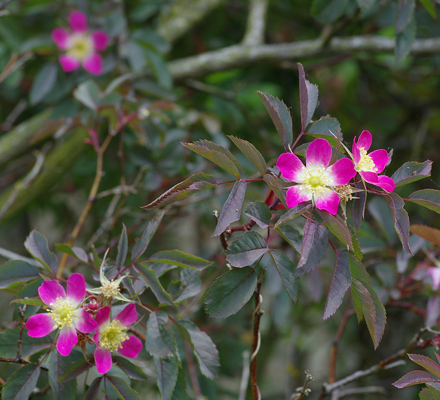 Rosa glauca