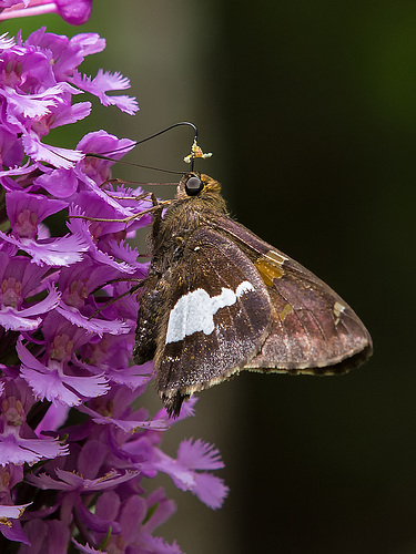 Epargyreus clarus (Silver-spotted Skipper) pollinating Platanthera psycodes (Small Purple Fringed orchid)