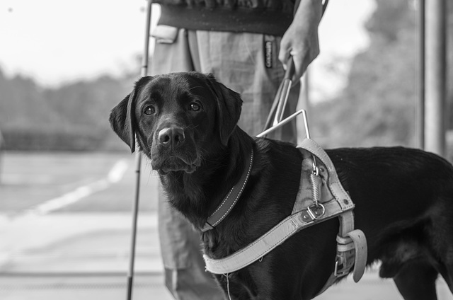 Young guide dog
