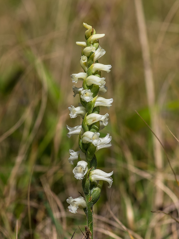Spiranthes ochroleuca (Yellow Ladies'-tresses orchid)