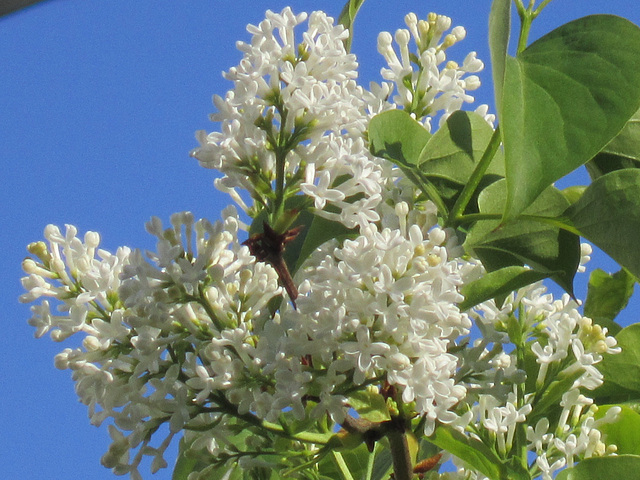 The white lilacs are out too - their perfume is almost overpowering