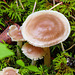 Fungi in the forest