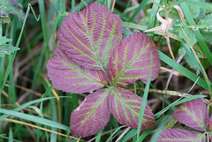 Farbiges Brombeerblatt