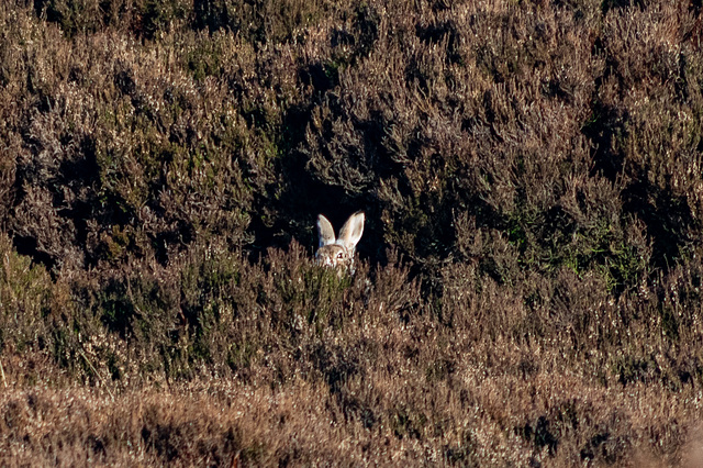 Mountain Hare (at home in the heather)