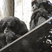 20210729 2217CPw [D~OS] Siamang (Symphalangus syndactylus), Zoo Osnabrück