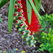 Callistemon