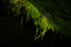 Grün ohne Wald