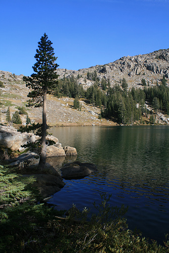 (Another) Tree by Emigrant Lake