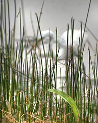 egret in the marsh