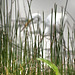 egret in the marsh