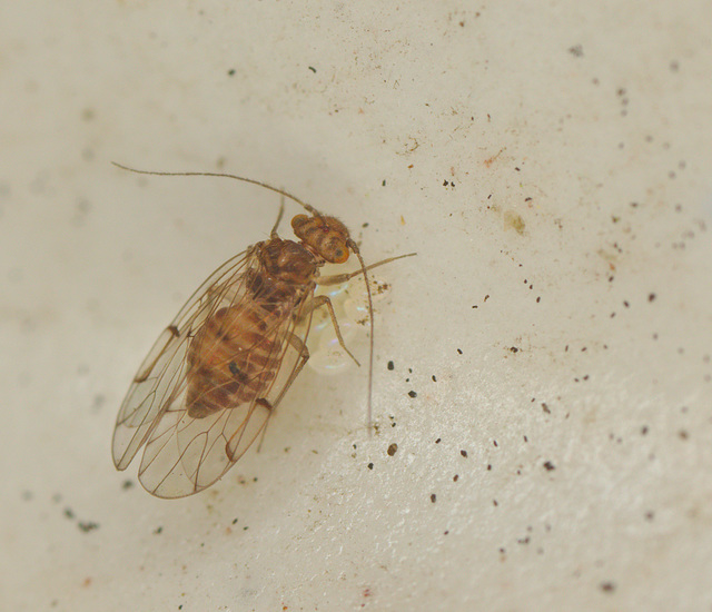 EF7A0333Barkfly_01