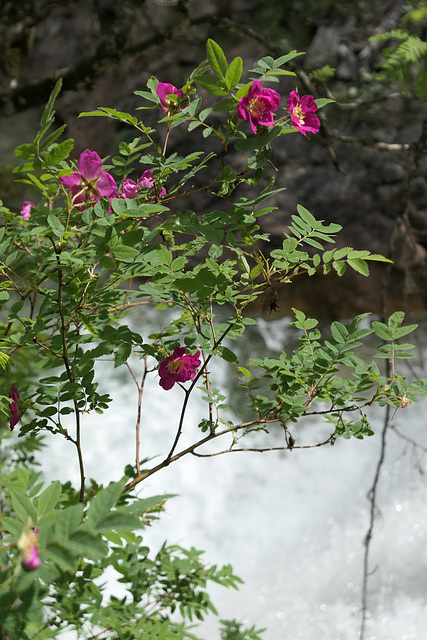 Pöllatschlucht (pip)