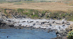 CA-1 Piedras Blancas Elephant Seals COUNT! (#1257)
