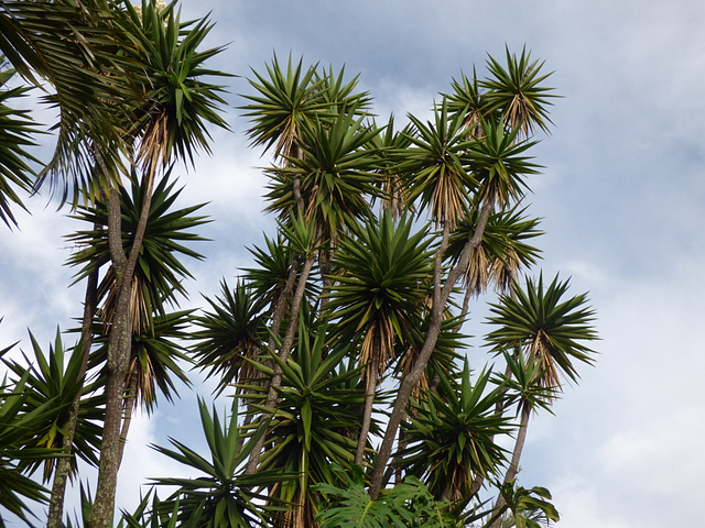 Palmeras de Costa Rica