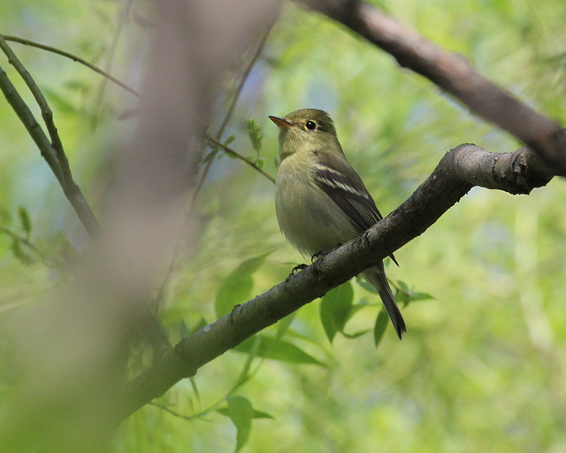 moucherolle à ventre jaune / yellow-bellied flycatcher moucherolle à ventre jaune / yellow-bellied flycatcher