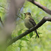 moucherolle à ventre jaune / yellow-bellied flycatcher