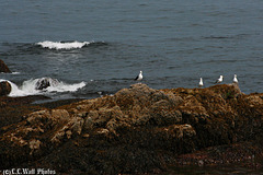 Birds on Rocks (2)