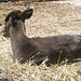 20210729 2220CPw [D~OS] Schopfhirsch (Elephodus cephalophus), Zoo Osnabrück