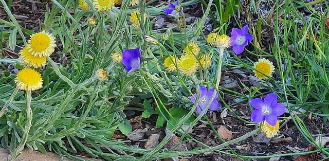 Wildflowers