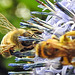 20230719 2560CPw [D~LIP] Kugeldistel, Honigbiene, Gelbbindige Furchenbiene (Halictus scabiosae), Bad Salzuflen