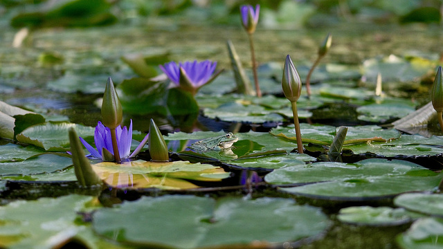 Froschteich mit Seerosen