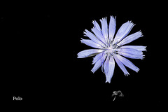 Cichorium intybus, planta de la achicoria