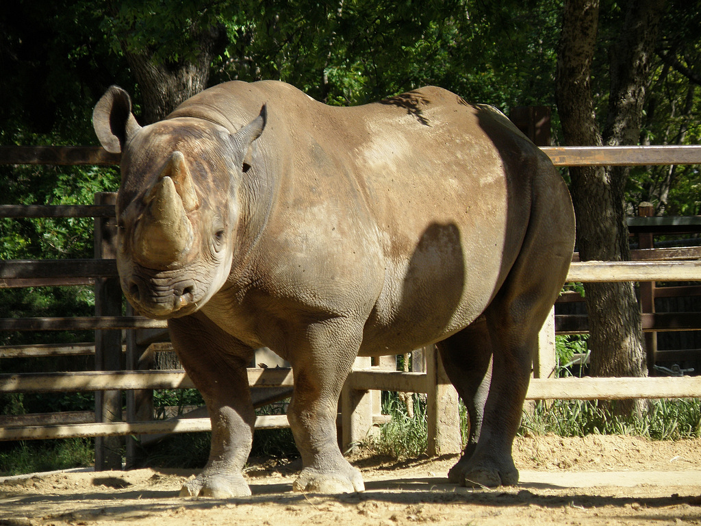 Rhino