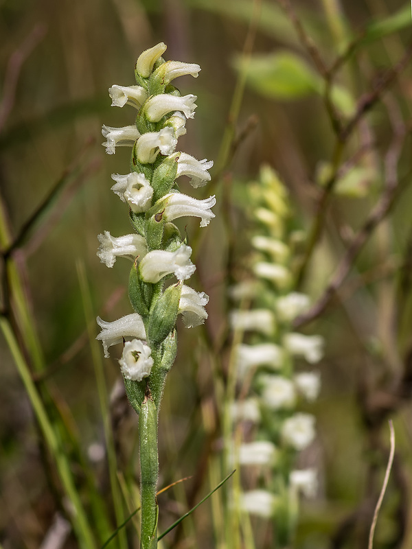 Spiranthes ochroleuca (Yellow Ladies'-tresses orchid)